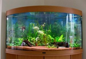 aqvariom2