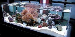 شیشه کریستال آکواریوم