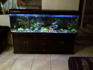 شیشه خم آکواریوم