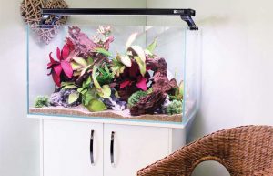 شیشه کریستال بلژیک