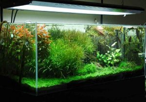 شیشه کریستال