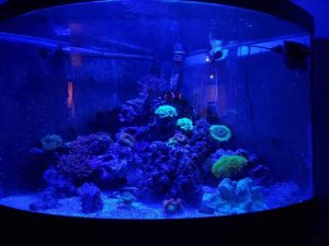 شیشه آکواریوم